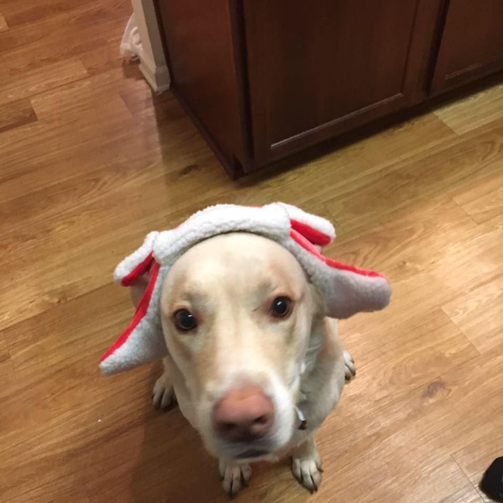 Meet your Posher, Lorna